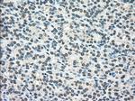 SCYL3 Antibody in Immunohistochemistry (Paraffin) (IHC (P))