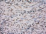 SCYL3 Antibody in Immunohistochemistry (Paraffin) (IHC (P))