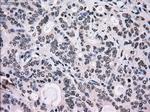 SCYL3 Antibody in Immunohistochemistry (Paraffin) (IHC (P))