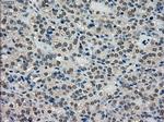 SCYL3 Antibody in Immunohistochemistry (Paraffin) (IHC (P))