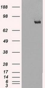 SCYL3 Antibody in Western Blot (WB)