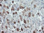 SDCBP Antibody in Immunohistochemistry (Paraffin) (IHC (P))
