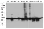SDHB Antibody in Western Blot (WB)