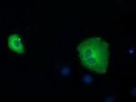 SDR9C7 Antibody in Immunocytochemistry (ICC/IF)
