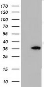 SDR9C7 Antibody in Western Blot (WB)