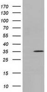 SDR9C7 Antibody in Western Blot (WB)