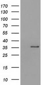SDR9C7 Antibody in Western Blot (WB)