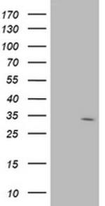 SDR9C7 Antibody in Western Blot (WB)