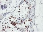 SDS Antibody in Immunohistochemistry (Paraffin) (IHC (P))