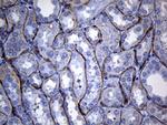 SEC11A Antibody in Immunohistochemistry (Paraffin) (IHC (P))