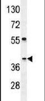 SEC13 Antibody in Western Blot (WB)