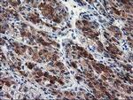 SEC14L2 Antibody in Immunohistochemistry (Paraffin) (IHC (P))