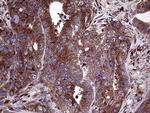 SEC23B Antibody in Immunohistochemistry (Paraffin) (IHC (P))