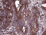 SEC23B Antibody in Immunohistochemistry (Paraffin) (IHC (P))