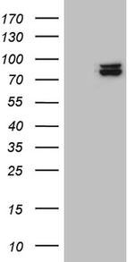 SEC23B Antibody in Western Blot (WB)
