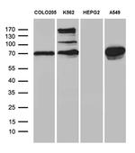 SEC23B Antibody in Western Blot (WB)
