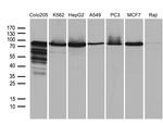 SEC23B Antibody in Western Blot (WB)