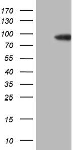 SEC23B Antibody in Western Blot (WB)
