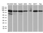 SEC23B Antibody in Western Blot (WB)