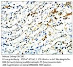 SEC24C Polyclonal Antibody