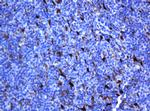 SELENBP1 Antibody in Immunohistochemistry (Paraffin) (IHC (P))