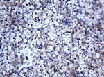 SELENBP1 Antibody in Immunohistochemistry (Paraffin) (IHC (P))