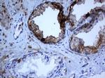 SELENBP1 Antibody in Immunohistochemistry (Paraffin) (IHC (P))