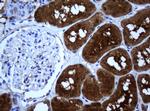 SELENBP1 Antibody in Immunohistochemistry (Paraffin) (IHC (P))