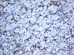 SELENBP1 Antibody in Immunohistochemistry (Paraffin) (IHC (P))