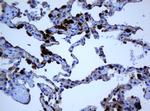 SELENBP1 Antibody in Immunohistochemistry (Paraffin) (IHC (P))