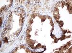 SELENBP1 Antibody in Immunohistochemistry (Paraffin) (IHC (P))