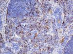 SELENBP1 Antibody in Immunohistochemistry (Paraffin) (IHC (P))