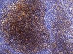 SELENBP1 Antibody in Immunohistochemistry (Paraffin) (IHC (P))