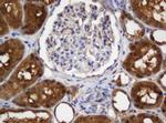 SELENBP1 Antibody in Immunohistochemistry (Paraffin) (IHC (P))