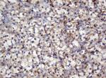 SELENBP1 Antibody in Immunohistochemistry (Paraffin) (IHC (P))