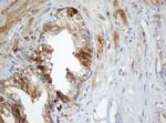 SELENBP1 Antibody in Immunohistochemistry (Paraffin) (IHC (P))