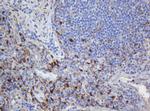 SELENBP1 Antibody in Immunohistochemistry (Paraffin) (IHC (P))