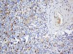 SELENBP1 Antibody in Immunohistochemistry (Paraffin) (IHC (P))