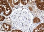 SELENBP1 Antibody in Immunohistochemistry (Paraffin) (IHC (P))