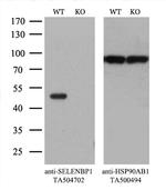 SELENBP1 Antibody