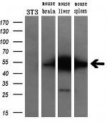 SELENBP1 Antibody in Western Blot (WB)