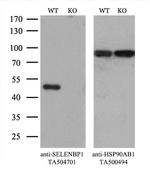 SELENBP1 Antibody in Western Blot (WB)