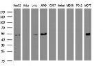 SELENBP1 Antibody in Western Blot (WB)