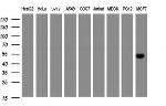 SELENBP1 Antibody in Western Blot (WB)