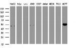 SELENBP1 Antibody in Western Blot (WB)