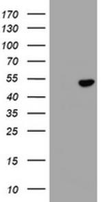 SELENBP1 Antibody in Western Blot (WB)