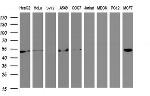 SELENBP1 Antibody in Western Blot (WB)