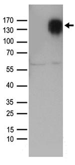 SELP Antibody in Western Blot (WB)
