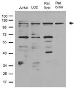 SELP Antibody in Western Blot (WB)