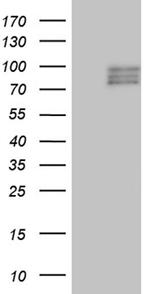 SEMA3D Antibody in Western Blot (WB)
